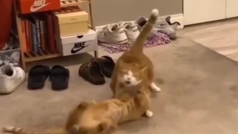 Funny Animal video 🤣🤣 #funnycat #catfunny #funnyanimal