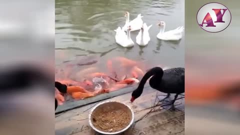 Cute ducks feeding the fish.