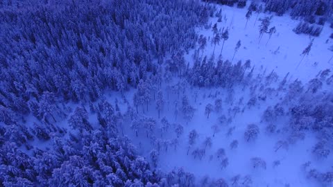 Snowy forest