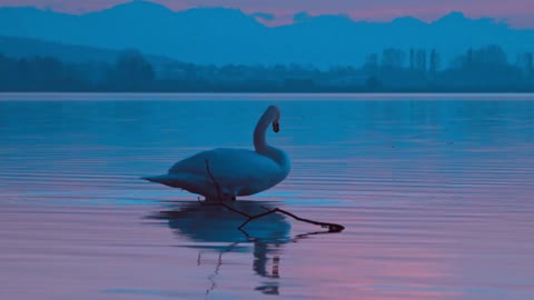 Swan Evening Twilight Reflexion InUnder Water.