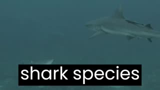 Shark - Sharks are fascinating marine predators and come in a wide variety of species