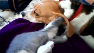 Adorable playful kitten cleans and plays with the dogs ear