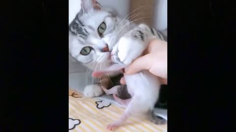 OMG So Cute Cats ♥ Best Funny Cat Videos 2021