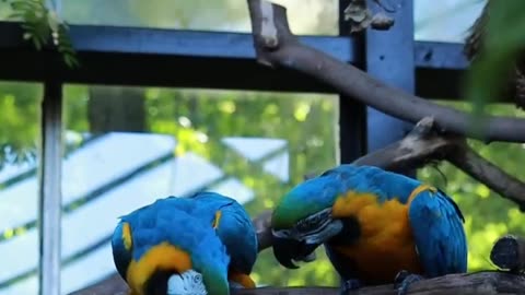 Two parrots in love