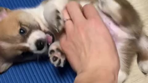 play with the little corgi