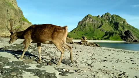 Beautiful Wild Deer Moments on Padar island Indonesia