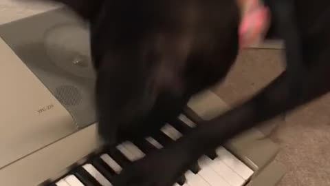 Black dog trying to play piano