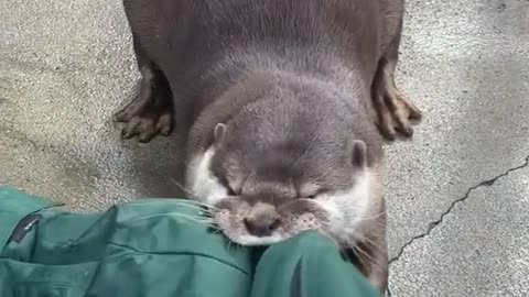 Ottertugofwar!!#otter#cute#tugofwar#animallover#cuteanimals#wholesome