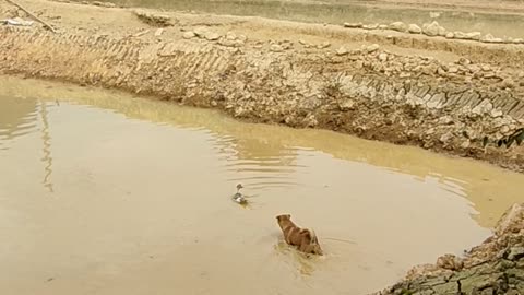 Duck Dives to Avoid Dog