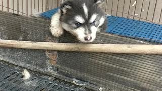 Little cute Husky tries to cross the fence