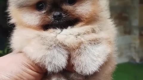 Cutest Mini Pomeranian You'll Ever See