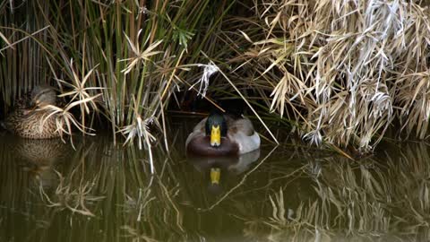 Ducks Near Reeds In Lake