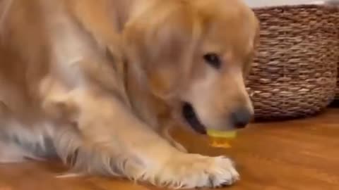 Cute dogs video compilation ever ❤️♥️