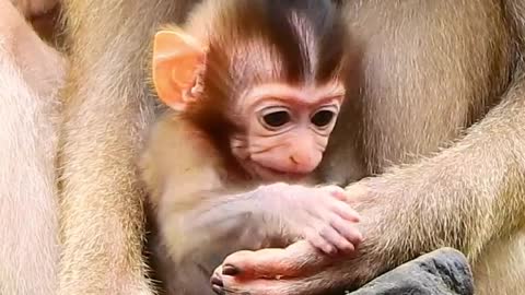 Libby mom feeling jealous when this young monkey kissing her adore baby Rainbow in front of her