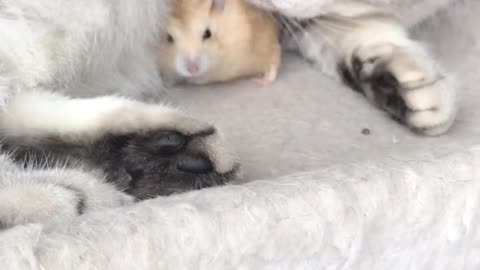 A kitten is playing with a hamster