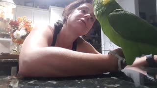 Cody the parrot loves his aunt lainey and she loves him right back