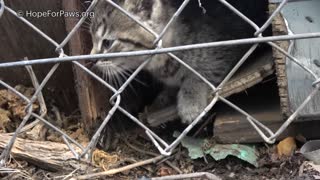 Kitten heard his mom calling, and that was the exact moment when...