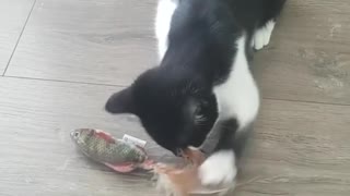 Caty Playing With Fish