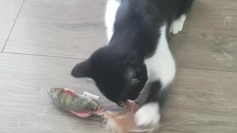 Caty Playing With Fish