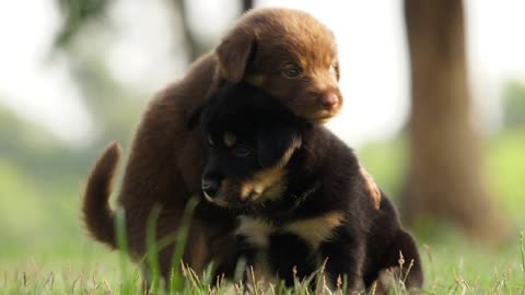 Two cute puppies