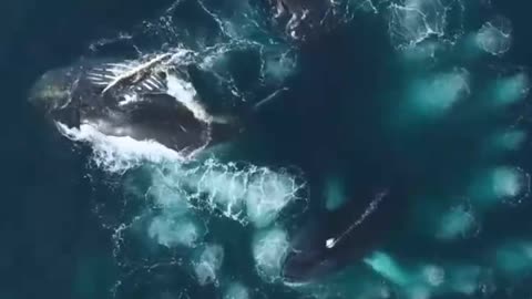 Is this beautiful shape the work of a whale