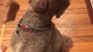 Brown dog makes weird face at steak on stick