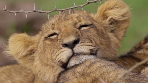 Sleepy Lion cub