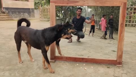 Funny angry dogs focus miror