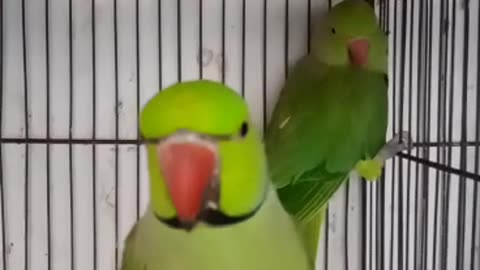 Birds video