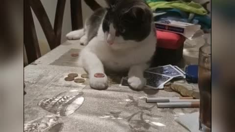 Cat magician
