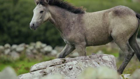 Horse Running On Grassland