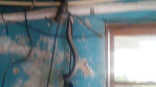 Snake in the Basement