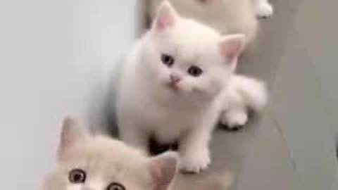 Funny cute cats.