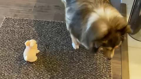 Lily the Sheltie plays with electric bunny...and wins!
