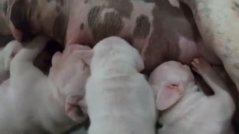 DOGO ARGENTINO PUPPIES, THE BEAUTIFUL IS BORN BAD! | RICHARD RASMUSSEN