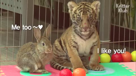 Baby Rabbit And Tiger Abandoned By Their Mom Became The Cutest Best Friends