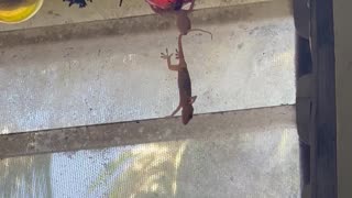 Lizards Hang From Christmas Ornament