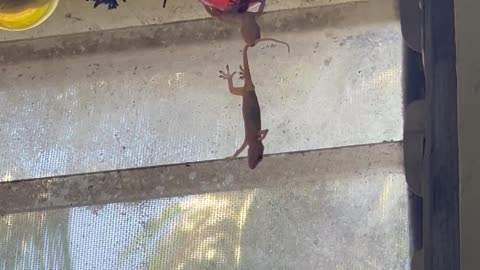 Lizards Hang From Christmas Ornament