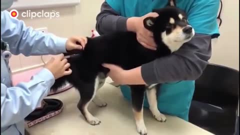 Dog making a fuss when taking the vaccine
