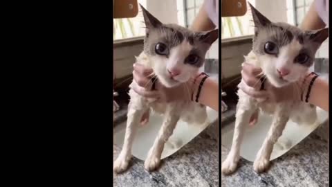 Cat makes a singing voice in response to its bath, wonderful moment captured