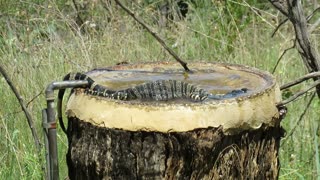 Goanna Takes a Swim in Bird Bath