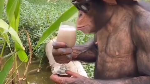Monkey drinking milk milk