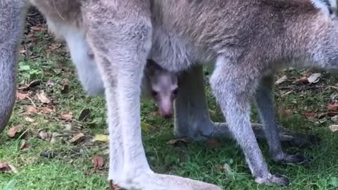 Cutest kangaroo joey pops it's head out of mother's pouch