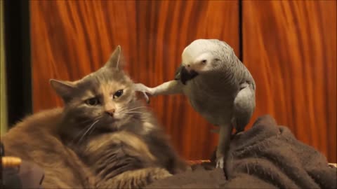 Cat and parrot funny video