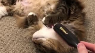 Cute Cat Loves Getting Brushed