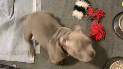 Training an American Bully Puppy Impulse Control