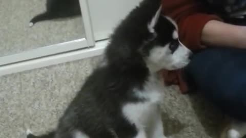 How to Make a Cute Baby Husky Howl