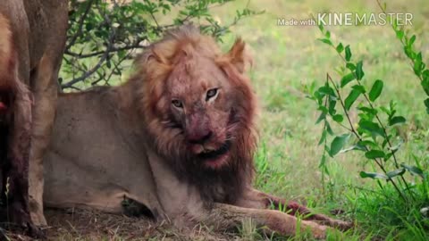 Sohebele male lions killing a buffalo