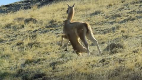 A Puma Hunting