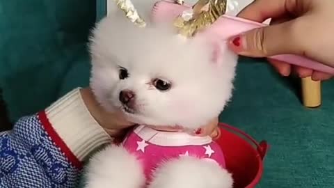Funny and cute dog
